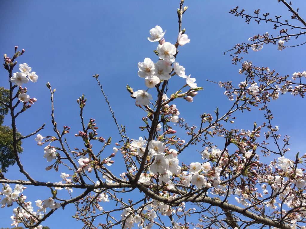 園内は桜も咲いてきて良い雰囲気