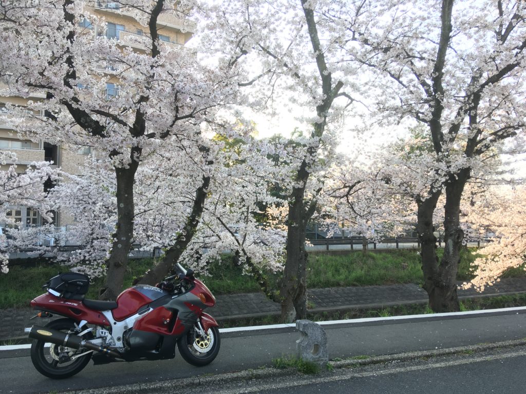 「高田千本桜」