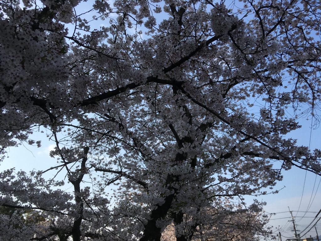 「高田千本桜」