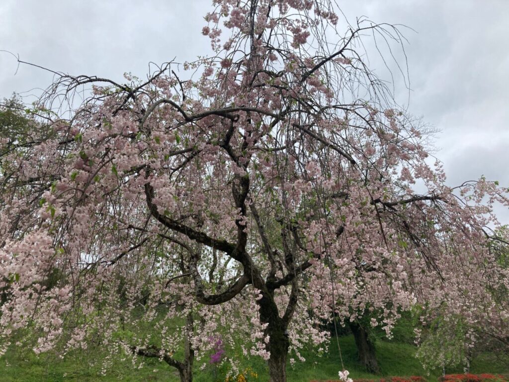 桜